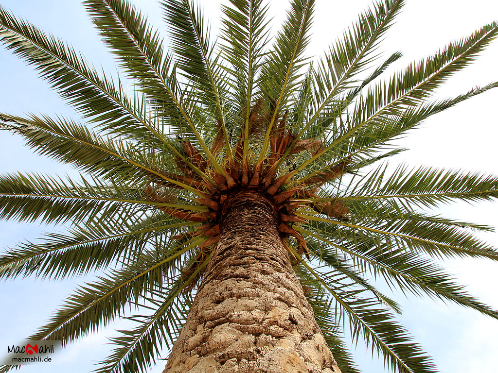 Palmenparadies Toulon