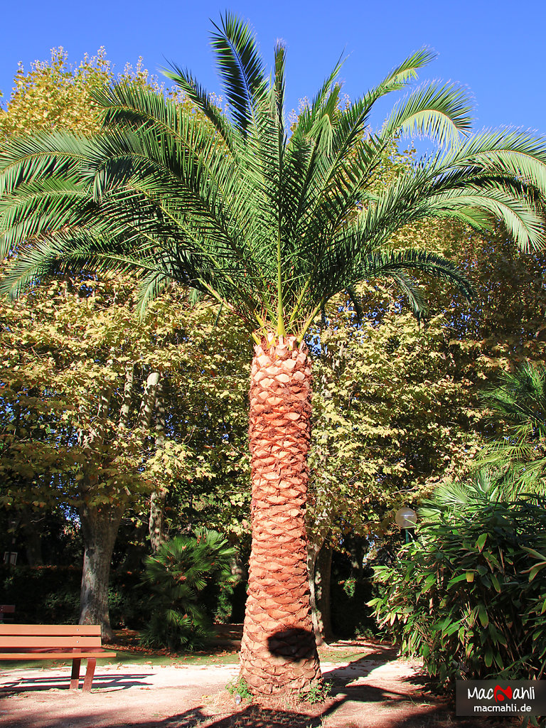 Palmenparadies - Parc Cravero